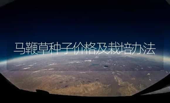 马鞭草种子价格及栽培办法 | 药材种植