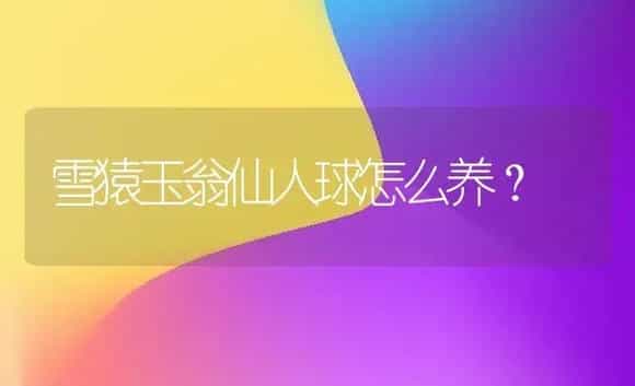 雪猿玉翁仙人球怎么养？ | 多肉养殖