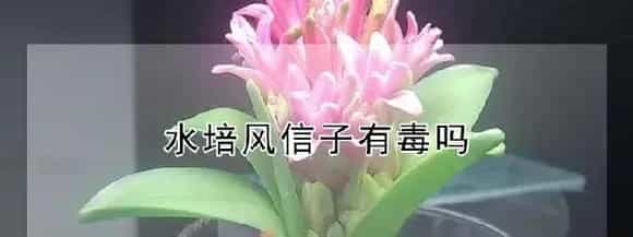 水培风信子有毒吗