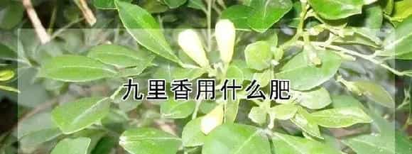 九里香用什么肥