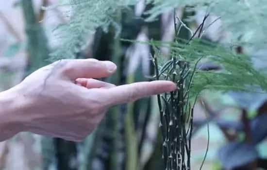 盆栽修剪 | 文竹冬天可以全剪了吗