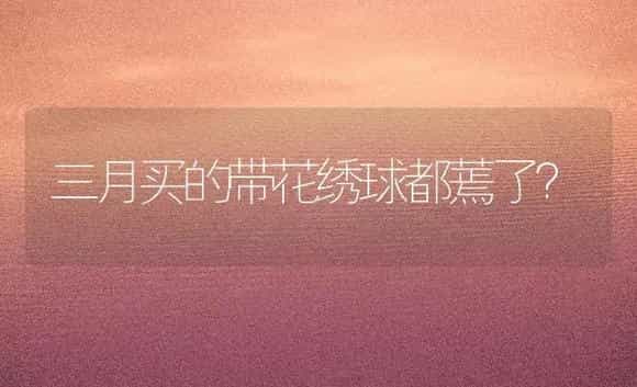 三月买的带花绣球都蔫了？ | 绿植常识