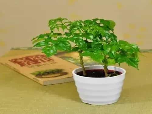 盆栽育苗 | 幸福树繁殖方法