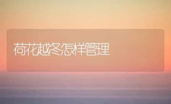 荷花越冬怎样管理 | 家庭养花