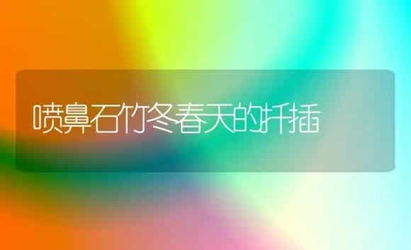喷鼻石竹冬春天的扦插 | 家庭养花