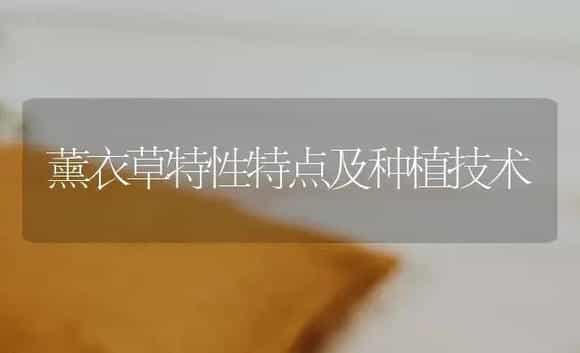 薰衣草特性特点及种植技术 | 特种种植