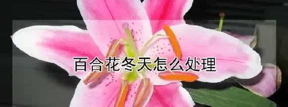 百合花冬天怎么处理