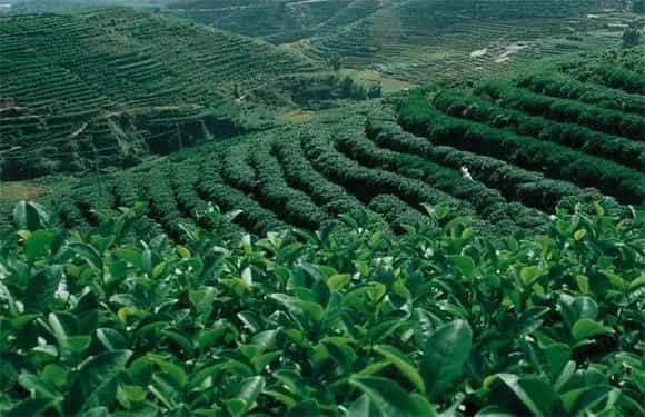 茶叶栽培的小心事项