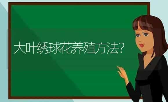 大叶绣球花养殖方法？ | 绿植常识
