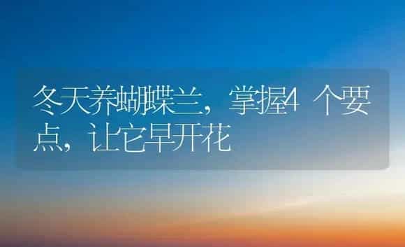 冬天养蝴蝶兰，掌握4个要点，让它早开花 | 家庭养花