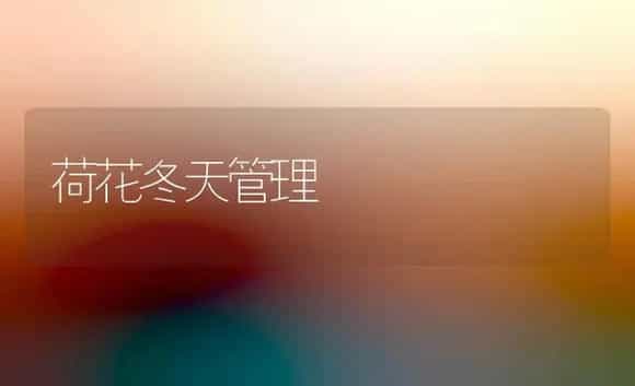荷花冬天管理 | 家庭养花