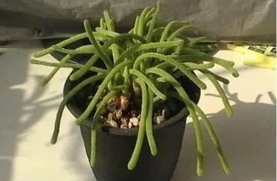 碧光环会开花吗,碧光环花语是什么/可爱/附长大后图片