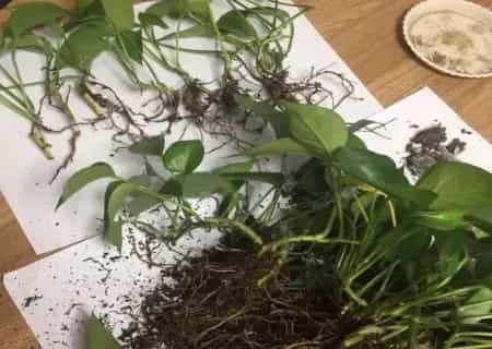 盆景养护管理 | 土培绿萝怎么分盆
