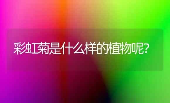 彩虹菊是什么样的植物呢？ | 多肉养殖