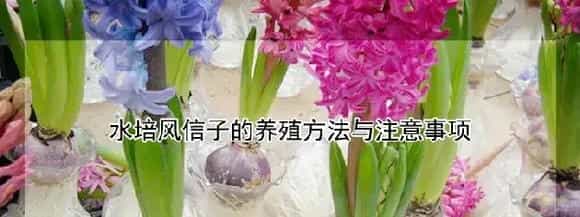 水培风信子的养殖方法与注意事项