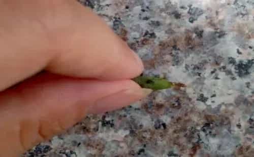 盆栽育苗 | 多肉雅乐之舞可以叶插吗