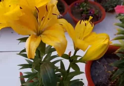 盆栽浇水 | 盆栽百合开花期几天浇一次水