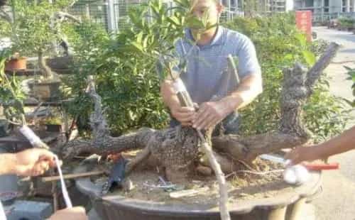 盆景养护管理 | 流苏嫁接桂花越冬温度