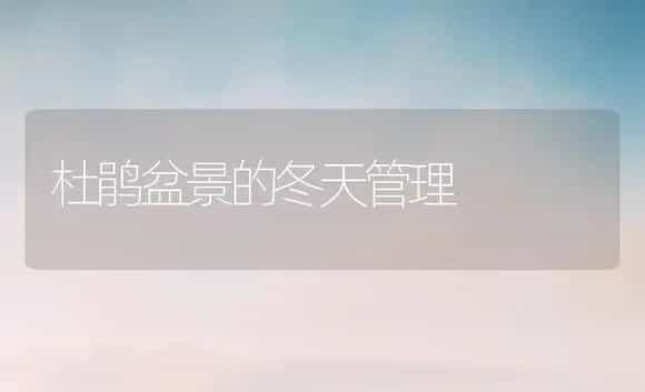 杜鹃盆景的冬天管理 | 家庭养花