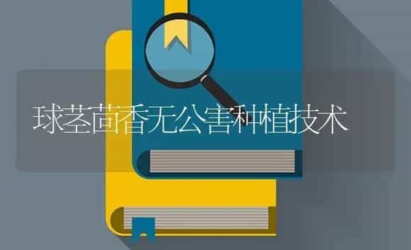 球茎茴香无公害种植技术 | 特种种植