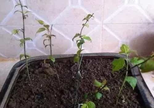 盆栽育苗 | 梅花种子什么时候种