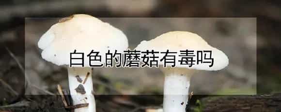 白色的蘑菇有毒吗