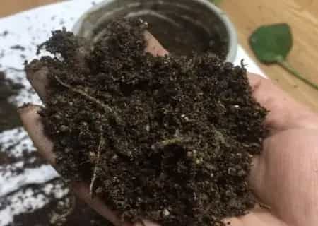 盆景养护管理 | 土培绿萝怎么分盆