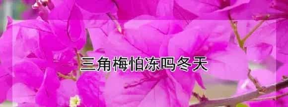 三角梅怕冻吗冬天