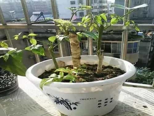盆栽育苗 | 幸福树繁殖方法