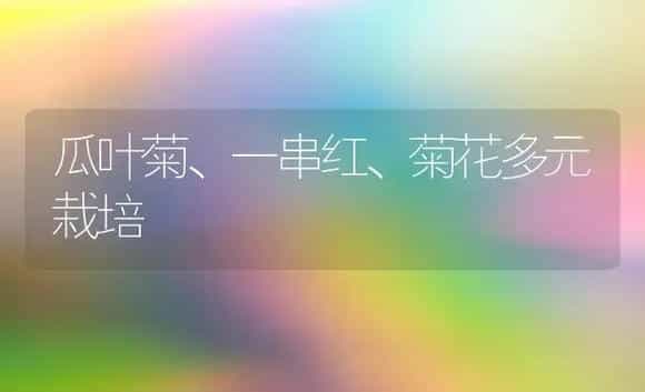 瓜叶菊、一串红、菊花多元栽培 | 家庭养花