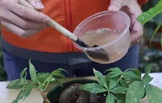 盆栽浇水 | 发财树施肥后需要立刻浇水吗