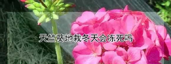 天竺葵地栽冬天会冻死吗