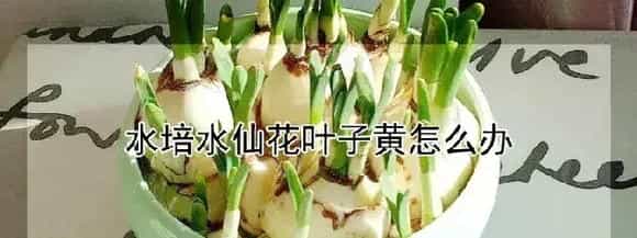 水培水仙花叶子黄怎么办