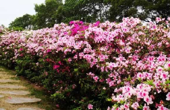 杜鹃花冬季落叶吗