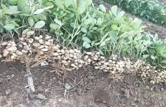 花生为什么会早衰