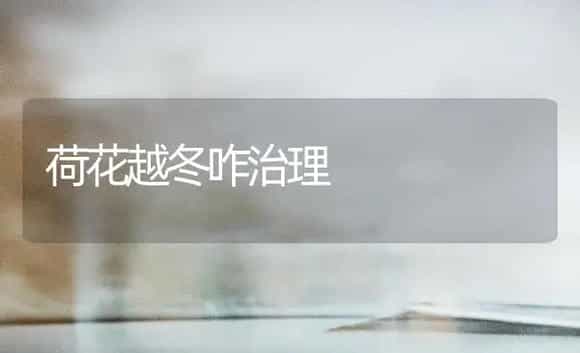 荷花越冬咋治理 | 家庭养花