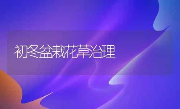 初冬盆栽花草治理 | 家庭养花