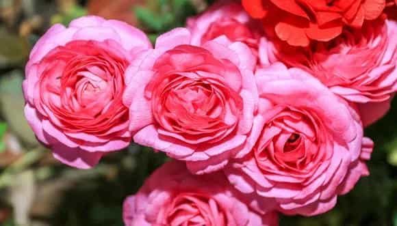 芍药花花语