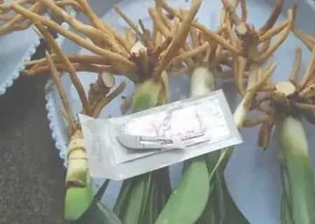 盆栽育苗 | 君子兰怎么分芽图解