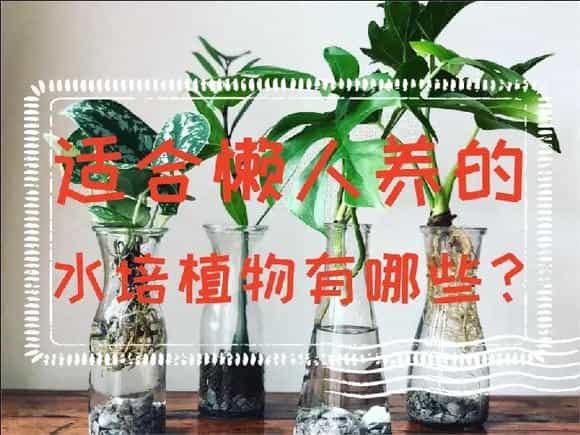 适合懒人养的水培植物有哪些?水培植物介绍