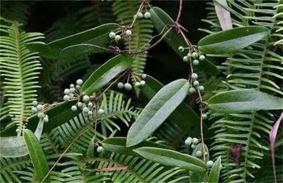 茯苓怎样栽培