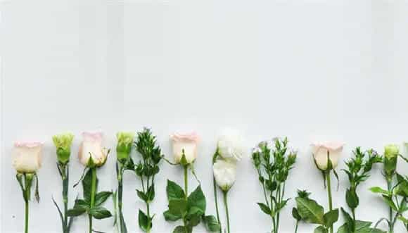 什么花的花语是父亲