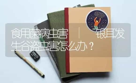 银耳发生谷盗虫害怎么办？ | 菌菇种植