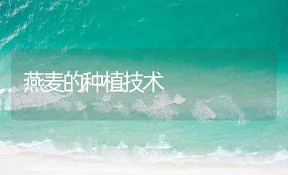 燕麦的种植技术 | 农作物种植