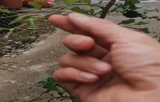 树木盆景 | 老鸦柿熟桩什么时候换盆