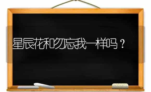 星辰花和勿忘我一样吗？ | 绿植常识