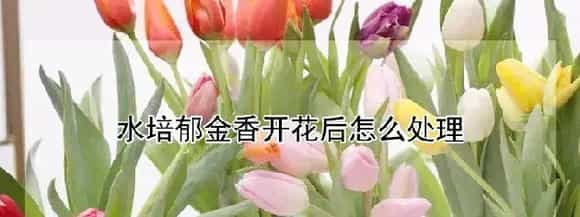 水培郁金香开花后怎么处理