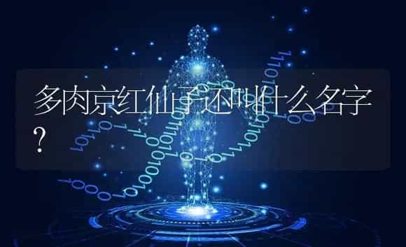 多肉京红仙子还叫什么名字？ | 多肉养殖