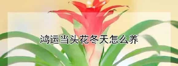 鸿运当头花冬天怎么养