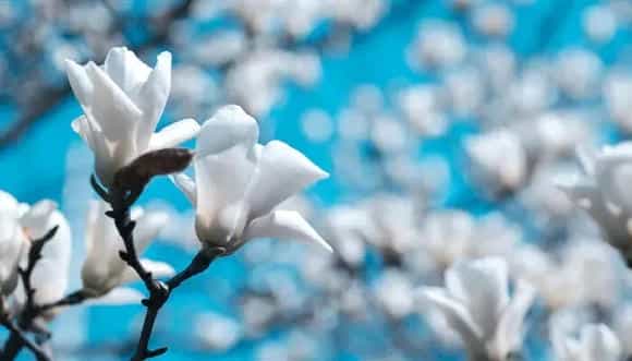 玉兰花花语 玉兰花的花语是什么